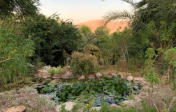 The Botanical garden of Eilat